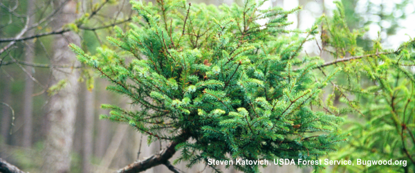 eastern dwarf mistletoe